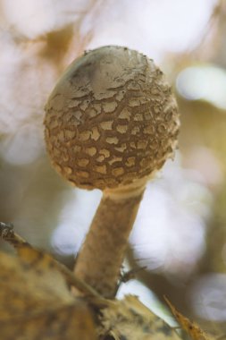 Şemsiye mantar Macrolepiota procera - kadar yakın