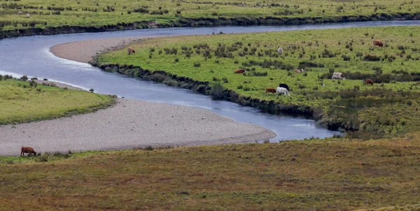 Paysage de prairies avec rivière - les vaches mangent de l'herbe verte — Photo