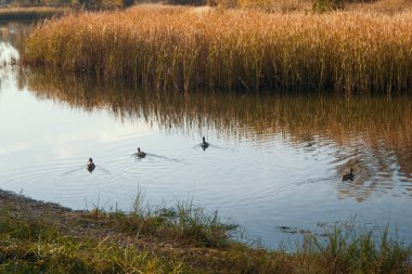 Ördek gölet veya Gölü