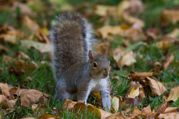 Γκρι σκίουρος φθινόπωρο στο πάρκο, τηλεφακός — Φωτογραφία Αρχείου