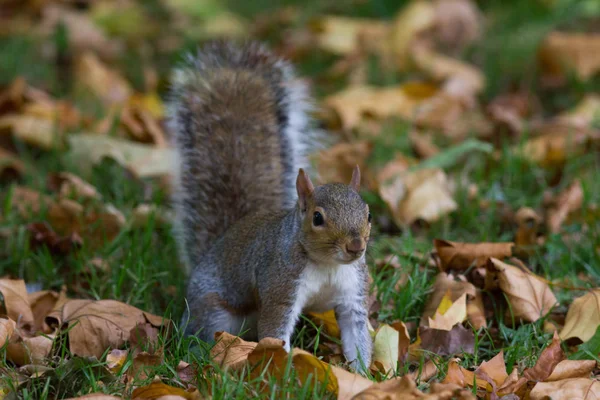 Gri sincap sonbahar Park, telefoto — Stok fotoğraf