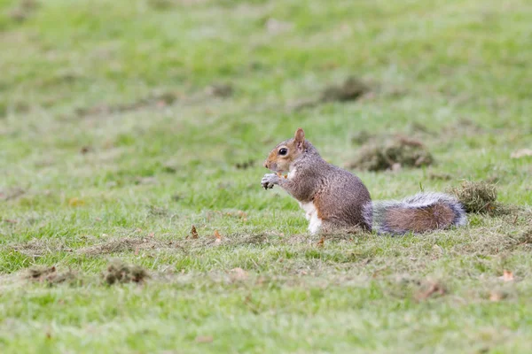 Ardilla gris en el parque de otoño, teleobjetivo —  Fotos de Stock