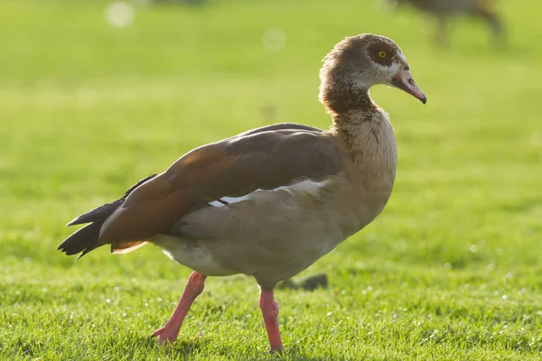 Wild van ganzen in park, portret shot — Stockfoto