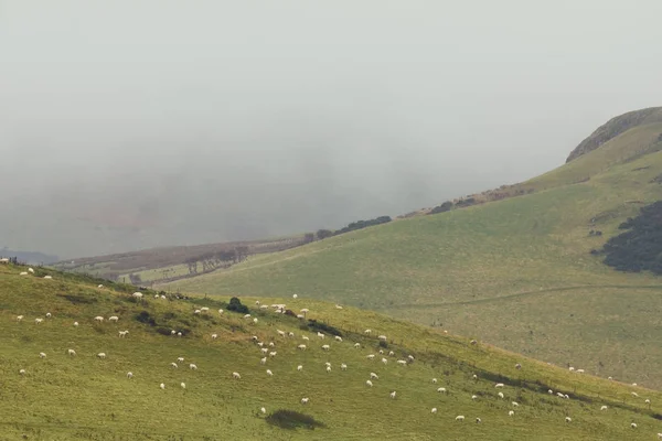 Un sacco di pecore sul campo di montagna in altopiano scozzese — Foto Stock