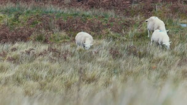 Grupp av fåren i bergen - Skottland, Storbritannien — Stockvideo