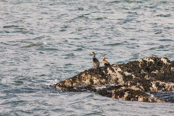 Diverse zeevogels op de rots van de Oceaan — Stockfoto