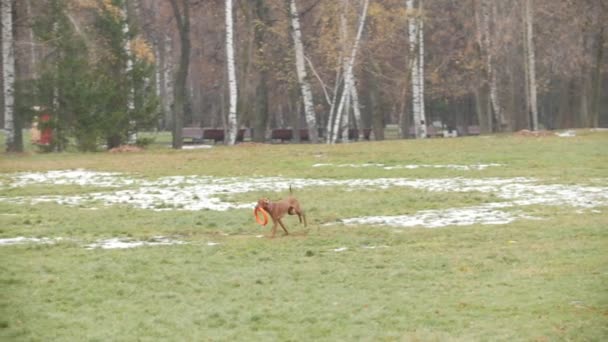 Собака бегает по осеннему парку, замедленная съемка — стоковое видео