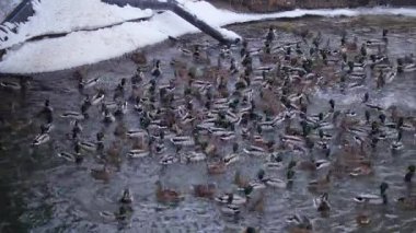 Şehir Parkı soğuk donmuş gölde ördekler büyük geçirme grup