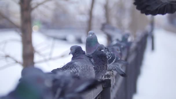 都市公園のフェンスの上に座っているいくつかの鳩 — ストック動画