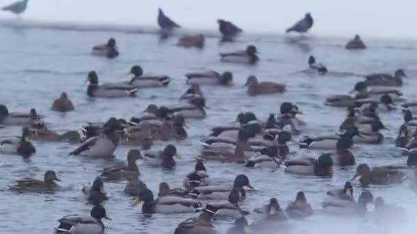 Mnóstwo kaczek na zamarzniętym jeziorze — Wideo stockowe