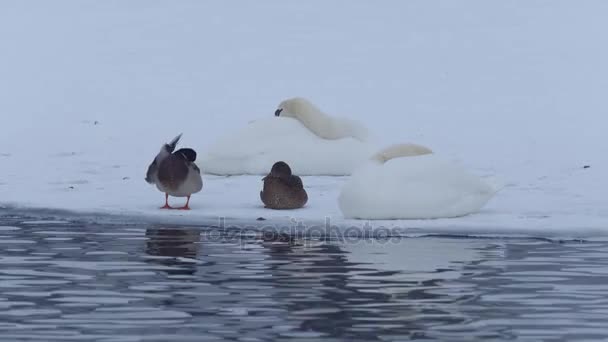 Cisnes blancos y patos en estanque congelado — Vídeo de stock