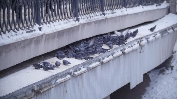 Nourrir les pigions dans le parc municipal, au ralenti — Video