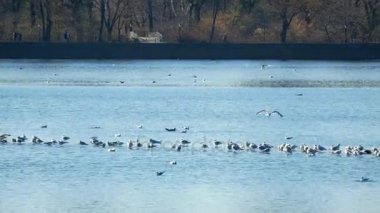 Central Park su birikintisi Gölü su New York'ta kuşlarda ile