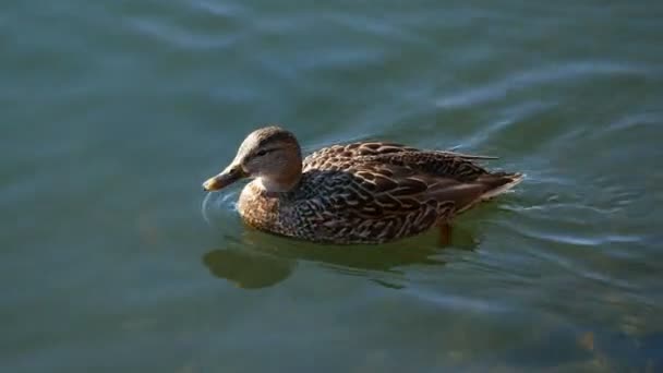 Patos nadando en estanque o lago — Vídeo de stock