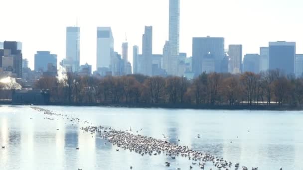 Central Park damm sjö med byggnader i bakgrunden och fåglar på vatten i New York — Stockvideo