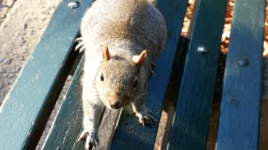 Sincap gıda pov soruyor