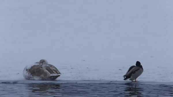 Cygnes et canards sur étang gelé — Photo