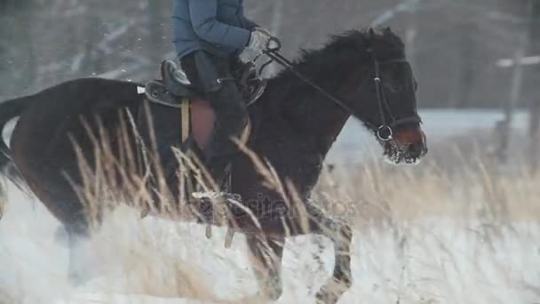 Esporte equestre - cavaleiro em cavalo vermelho galopando em campo nevado — Vídeo de Stock