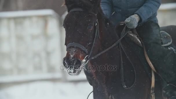 El deporte ecuestre - el caballo con el jinete que camina en el campo nevado durante la caída de la serpiente — Vídeos de Stock