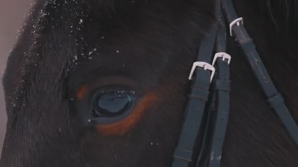 Μια κοντινή όψη του ματιού ένα καφετί άλογο στο χιονισμένο καιρικές συνθήκες — Αρχείο Βίντεο