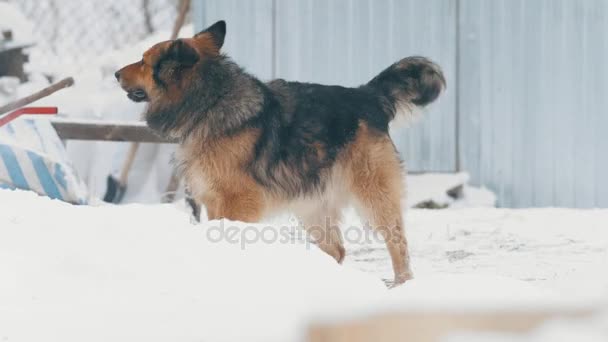 Grote pooch hond op sneeuw in de winterdag — Stockvideo