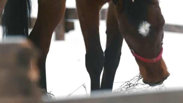 Le cheval rouge mange du foin au paddock enneigé — Video