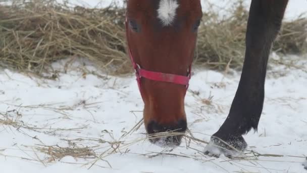 Cavalo vermelho come feno no piquete de inverno — Vídeo de Stock