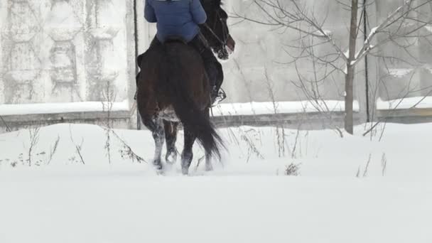Ιππικό άθλημα - ενός αλόγου με αναβάτη το περπάτημα σε χιονισμένο πεδίο κατά τη διάρκεια της snawfall - αργή κίνηση — Αρχείο Βίντεο
