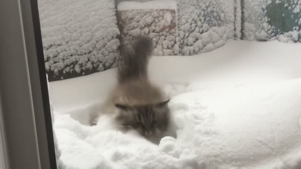 Siberische Kat valt in de sneeuw, slow-motion — Stockvideo