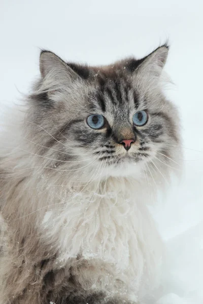 겨울에 큰 솜 털 고양이 눈에 도보 — 스톡 사진