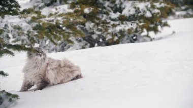 Büyük tüylü kedi yürüyüş ve ağaçlar yakınındaki karda mewing