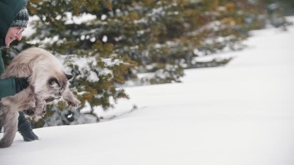 Lány a zöld kabátot és szemüveg sétál bolyhos nagymacska a téli erdő — Stock videók