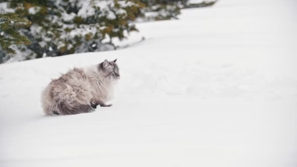 Grote harige kat wandelen in de sneeuw in de buurt van de bomen — Stockvideo