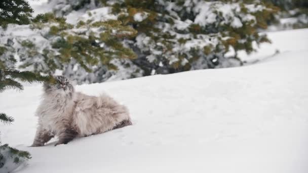 Grote harige kat wandel- en mewing in de sneeuw in de buurt van de bomen — Stockvideo