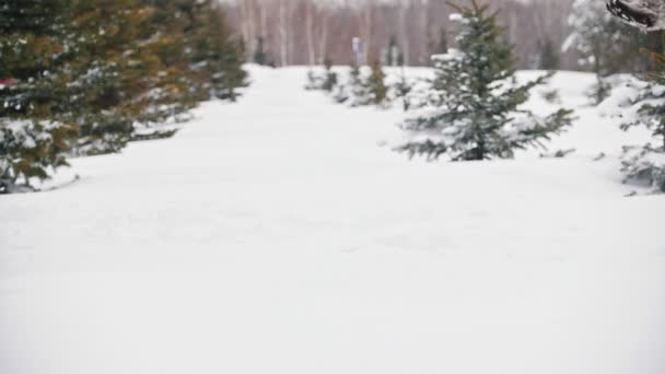 Большая пушистая кошка, брошенная в снег между деревьями - замедленная съемка — стоковое видео