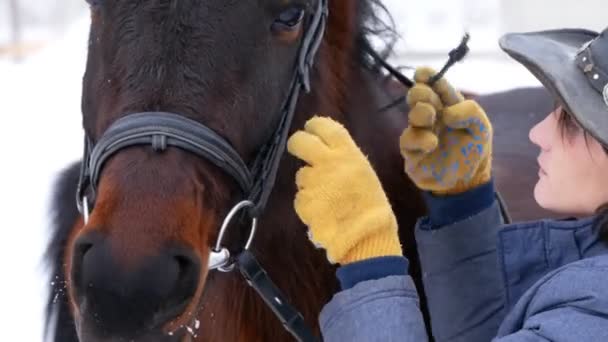 Rider harnessing brown horse in an open paddock in winter — Stock Video