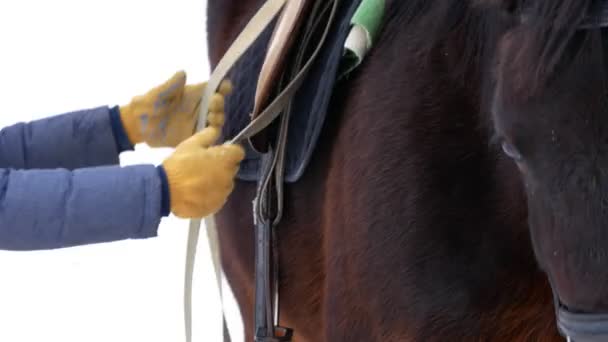 Rider benutten en saddne brengen van een bruin paard in een paddock open in de winter, voorbereiding op de races — Stockvideo