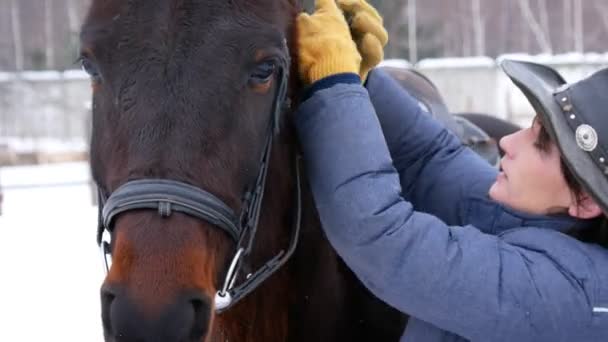 Cavaliere e il suo cavallo marrone, imbrigliare, accarezzare, prendersi cura — Video Stock