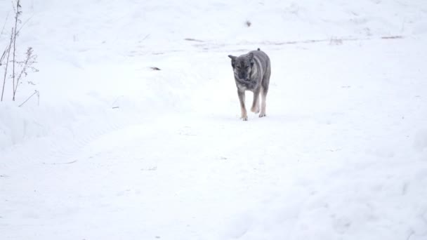 Inhemska mongrel hund kör i snön — Stockvideo
