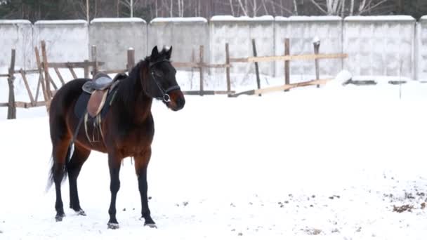 Braune gesattelte Pferde, die im Winter auf einer offenen Koppel laufen — Stockvideo