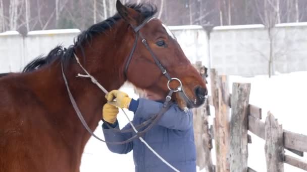 Rider untieing hennes häst, de går i fältet vinter — Stockvideo