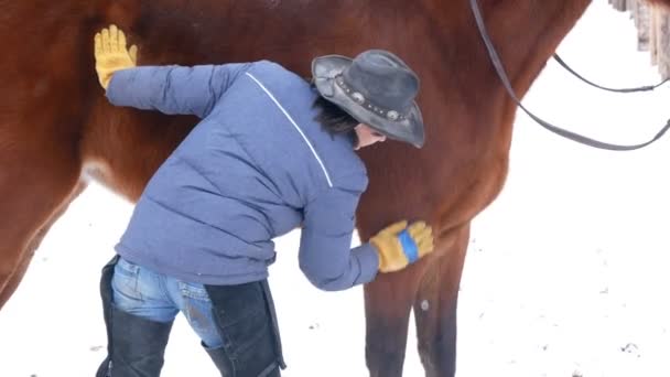 Cavaliere pettinando il suo cavallo, stanno camminando nel campo invernale — Video Stock