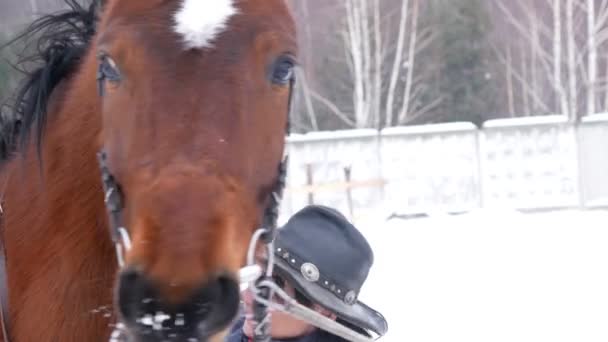 Cavaliere pettinando il suo cavallo, stanno camminando nel campo invernale, narici vicino — Video Stock