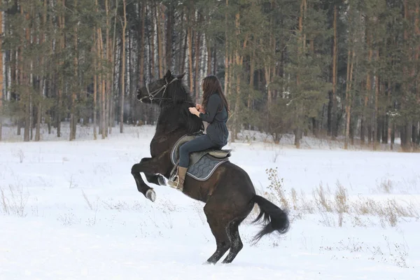 Young black haired woman on top a bay horse in winter forest — Stock Photo, Image