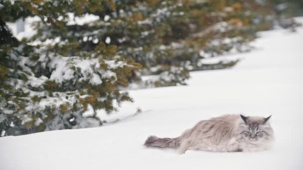 Raubkatze springt in Schneewehe und krabbelt im Schnee — Stockvideo