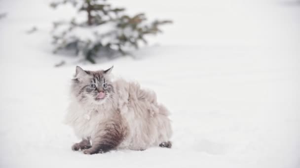 Große pelzige Katze, die in der Nähe der Bäume im Schnee spaziert und schleicht, Zeitlupe — Stockvideo