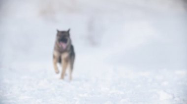 Kar üzerinden çalışan köpek yavaş hareket