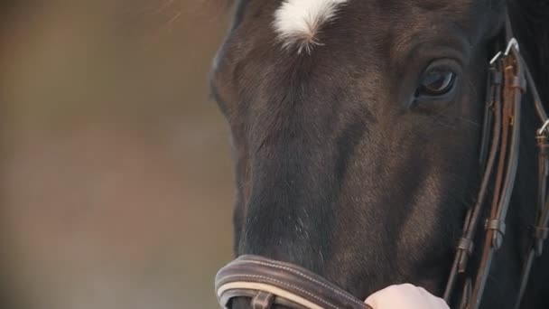 O rosto e os olhos do cavalo marrom fecham-se, mancha em sua testa — Vídeo de Stock