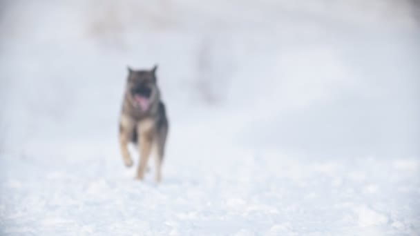 Собака бежит по снегу, замедленная съемка — стоковое видео