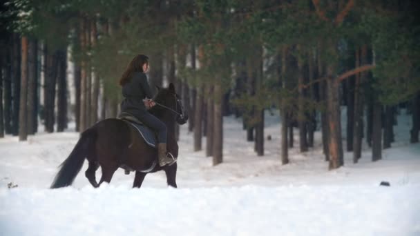 Junge Frau spaziert mit einem schwarzen Pferd durch die tiefen Verwehungen des verschneiten Waldes — Stockvideo